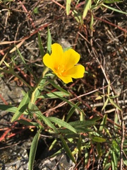 Ludwigia grandiflora