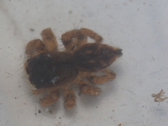 Carrhotus viduus