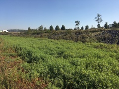 Ludwigia grandiflora