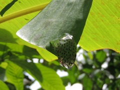 Cochranella granulosa