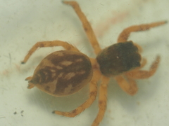 Carrhotus viduus