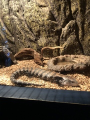 Tiliqua