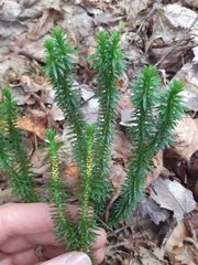 Huperzia lucidula image