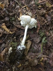 Amanita phalloides