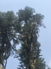 Abies magnifica shastensis