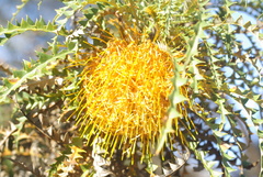 Banksia nobilis