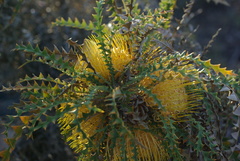 Banksia nobilis