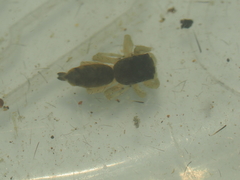 Cosmophasis thalassina