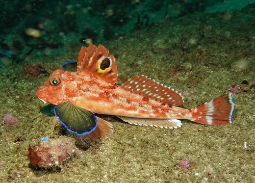Eastern spiny gurnard (Lepidotrigla pleuracanthica) — Triglidae — 3
