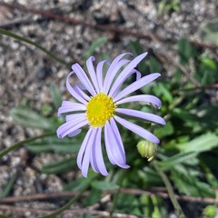 Brachyscome spathulata