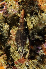 Isara carbonaria