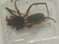 Oedignatha scrobiculata