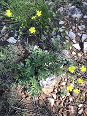 Potentilla crinita
