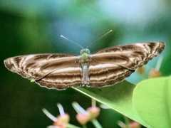 Neptis harita