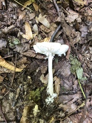 Amanita phalloides