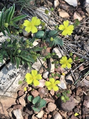 Potentilla crinita
