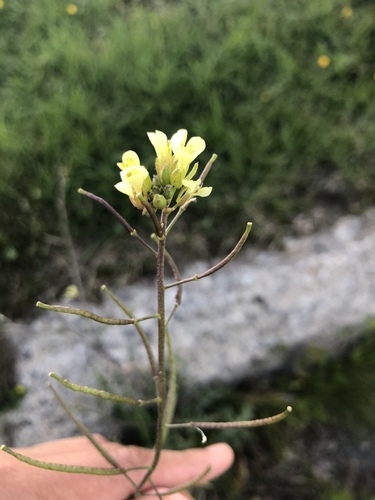Erucastrum gallicum iNat (3)