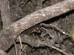 Pseudocheirus occidentalis