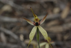 Caladenia macrostylis