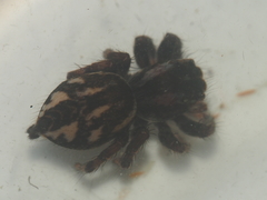 Carrhotus viduus