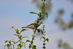 Passer domesticus