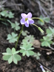 Oxalis caerulea