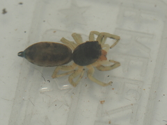 Cosmophasis thalassina