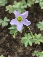 Oxalis caerulea