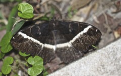 Erebus terminitincta