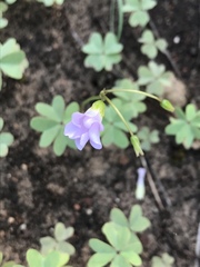 Oxalis caerulea