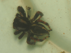 Carrhotus viduus