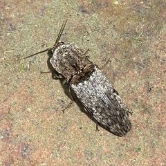 Cryptalaus prosectus