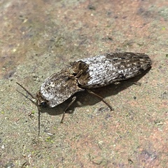 Cryptalaus prosectus