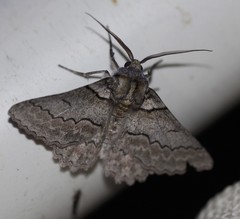 Hypobapta tachyhalotaria