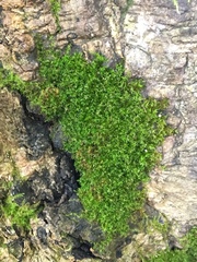 Anacamptodon splachnoides