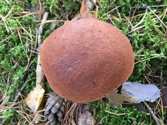 Leccinum vulpinum