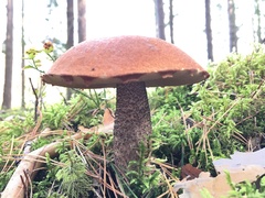 Leccinum vulpinum