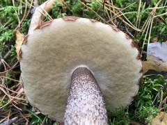 Leccinum vulpinum