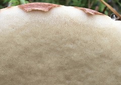 Leccinum vulpinum