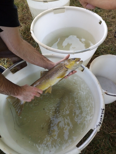 Brown Trout