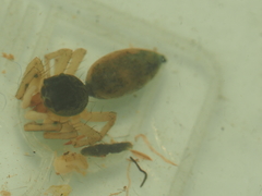 Cosmophasis thalassina