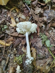 Amanita phalloides