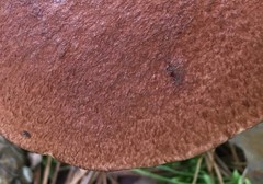 Leccinum vulpinum