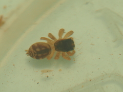 Carrhotus viduus
