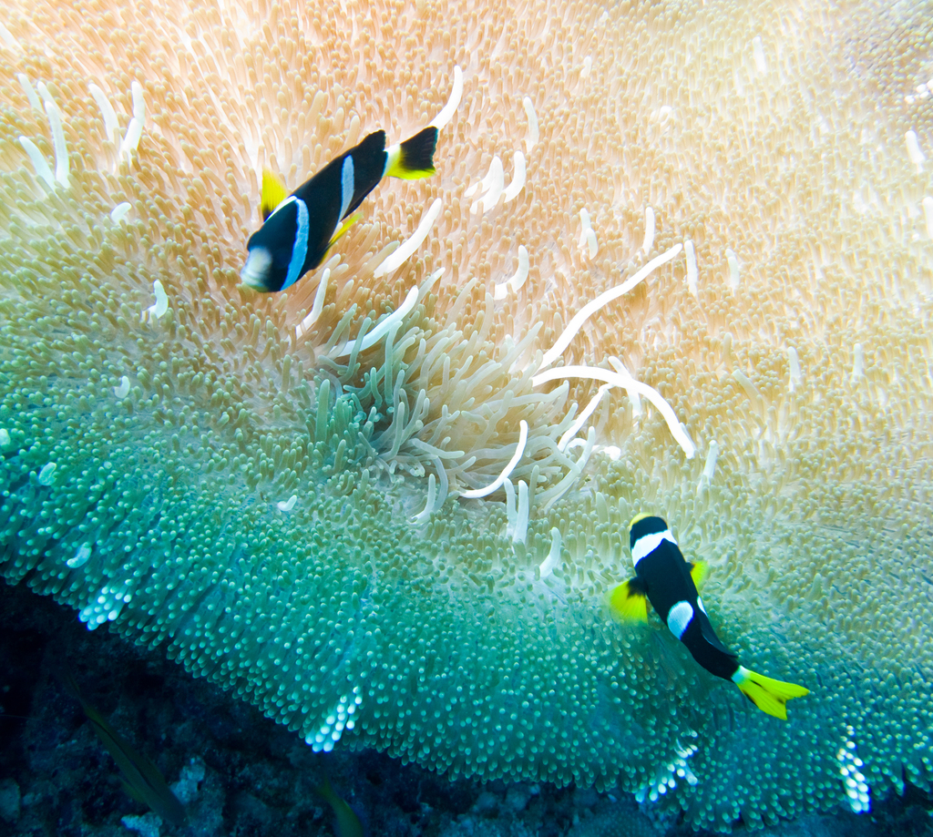 brown clownfish