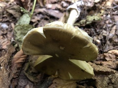 Amanita phalloides