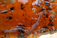 Baseodiscus delineatus