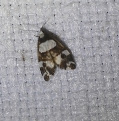 Thallarcha phalarota