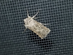 Agrotis orthogonia