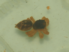 Carrhotus viduus